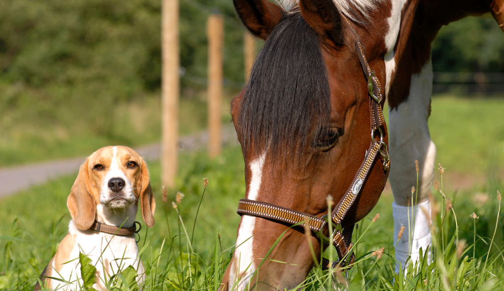Gestüt-Birkhausen_Reitanlage_Zweibrücken_Header-Bild